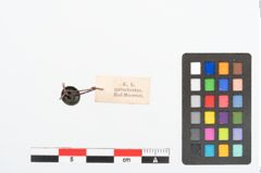 Foto von Bronzeknöpfchen (NHMW-PRAE-025769)
